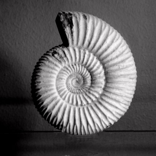 Fossil Ammonit Perisphinctes sp. ca 150 milj. år Tulear, Madagaskar